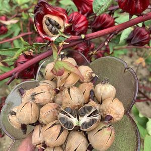 25念菓多种业淘宝洛神花种子 红桃k种子玫瑰茄种子 阳台花卉蔬菜