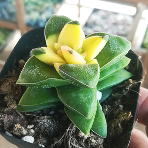 日本购多肉植物彩k色神童云南新款稀有贵货组合盆栽绿植园艺花卉