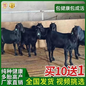 黑山羊养殖羊苗羊羔怀孕母羊种羊大耳朵羊30斤40斤50斤努比亚山羊