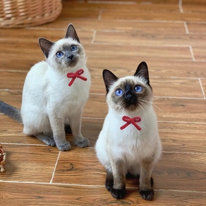 纯种泰国暹罗猫蓝眼虎斑重点色英短星逻挖煤毛猫幼崽宠物猫咪活体