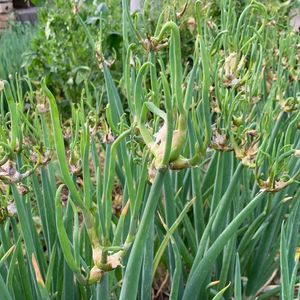 楼葱 天葱 羊角葱 龙爪葱 越冬春化长葱芽包邮观音葱