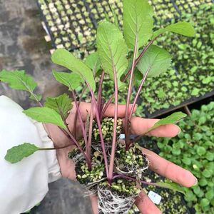 803人付款淘宝红菜苔种子种苗秧苗紫菜苔菜心早熟白菜苔幼苗香菇芥蓝