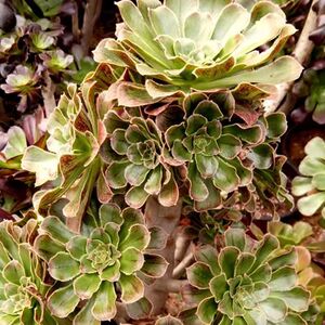 拉丝锦v锦法师老桩多肉绿植花卉盆栽实物实拍基地直发特价大清仓