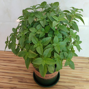 九层塔盆栽可食用新鲜香草料金不换可四季播种植物薄荷罗勒叶驱蚊