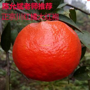 001人付款淘宝四川红橘大红袍万州古红桔红柑陈允斌陈皮烤橘子新鲜