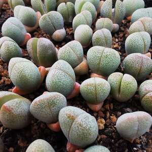 多肉生石花元宝