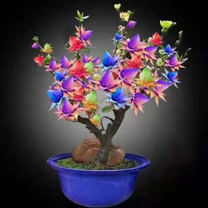 天然檀香苗聚财纳福金莲花苗盆栽花卉南北方四季种植耐寒驱蚊防虫