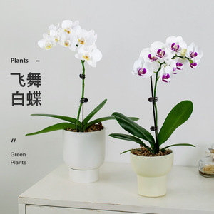 【带花发货】蝴蝶兰花卉观植物室内好养四季开花年宵植物白色盆栽