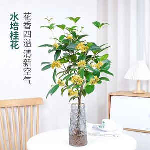 桂花树苗盆栽水培植物四季桂金桂浓香型室内好养桌面绿植水养花卉