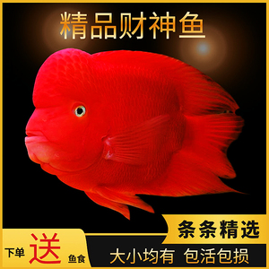 起头红财神鱼元宝鹦鹉鱼台湾热带观赏鱼发财招财鱼红鹦鹉活体鱼苗