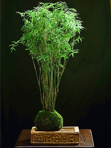 003人付款淘宝盆景米竹苗凤尾竹观音竹观赏竹子庭院客厅