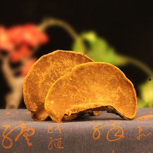 西藏野生桑树桑黄