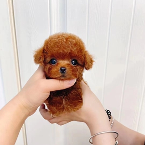 纯种泰迪幼犬长不大茶杯犬真狗迷你型灰泰迪活体活体宠物狗小型犬