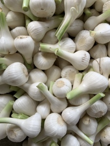 东北农家新鲜大蒜白皮鲜蒜积蒜湿蒜小青蒜下饭菜糖醋蒜五斤九斤
