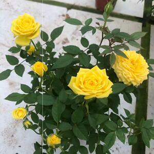 卡特道尔月季四季开花盆栽玫瑰 黄色 阳台庭院欧洲月季花卉植物