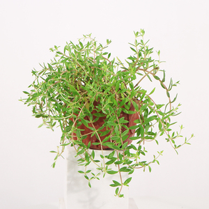 80桌面有花旗舰店天猫垂盆草花卉可食用中药材盆栽四季常青耐寒阳台