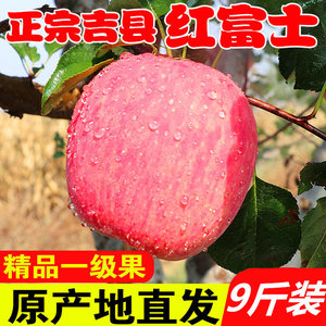 吉县壶口苹果山西临汾壶口瀑布苹果红富士苹果脆甜冰糖心新鲜应季