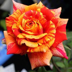 欧月夏日终曲 戏法柯德娜 月季花苗橙红色条纹经典庭院阳台盆栽花