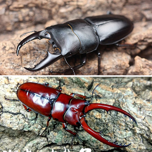 中华大扁锹成虫甲虫标本2022年独角仙大兜虫锹甲花金龟个性异宠物