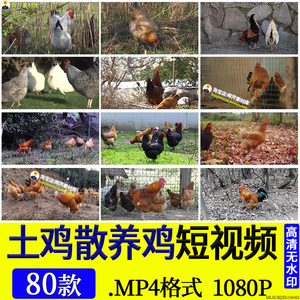 土鸡散养鸡农村走地鸡山地生态饲养殖养鸡场山林家禽高清视频素材