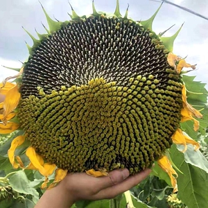 新鲜葵花盘现摘现发2022年向日葵生原味葵花籽瓜子仁孕妇食品包邮