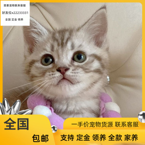 纯正品种美短虎标斑猫起司加白短毛绒包子脸活体宠物家领养无泪痕