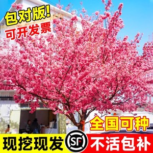 日本樱花树苗木庭院南北方种植盆栽大绿化风景树苗室外花卉早晚樱