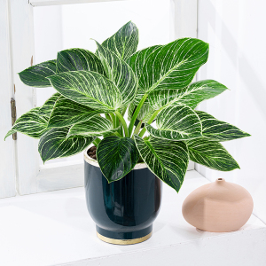 绿公主盆栽铂金钻蔓绿绒室内植物客厅好养易活除甲醛四季常青绿植