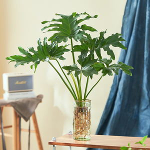 龙鳞春羽水培植物盆栽室内绿植老桩大型四季懒人好养吸甲醛龟背竹