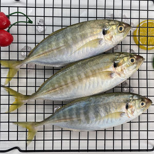 【5袋装黄尾鱼】去鳞去肚去鳃冰鲜竹荚鲜活冷冻水产批发海鱼