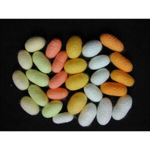 22品宠物稀有品种新蚕斑宝宝黑虎 蚕马半 野三元 蚕卵蚕野彩色蚕