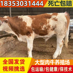 西门塔尔牛犊活体黄牛苗活牛肉牛活体利木赞牛杂交三元牛养殖技术