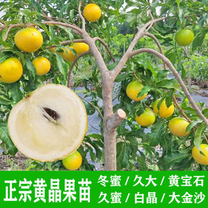 黄晶果白金一号黄晶果嫁接苗大树苗广东冬蜜糖久大黄宝石地栽盆栽