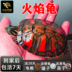 红腹火焰龟观赏龟深水龟鱼缸混养小宠物学生好养适合家养乌龟活物