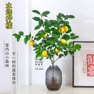 水培植物香水柠檬树盆栽花卉室内花可结果食用办公室桌面水养绿植