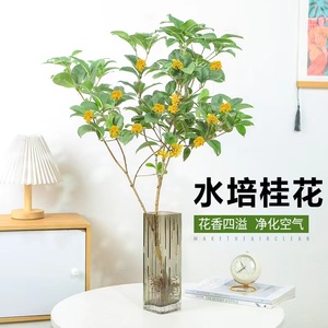 桂花树苗盆栽水培植物四季桂花带根浓香型形似马醉木好养绿植花卉