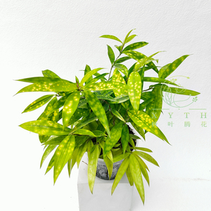 星点木盆栽油点木带锦星斑竹室内阳台绿植净化空气趣味观叶植物