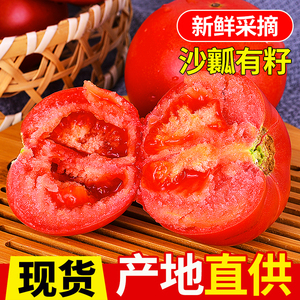 新鲜普罗旺斯西红柿当季山东大草莓柿子番茄自然熟沙瓤水果蔬菜