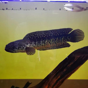 七星鱼苗活体淡水养殖山斑珍珠赤雷龙月鳢鱼金鱼冷水观赏鱼包邮