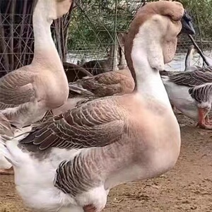 90小天1176淘宝潮汕特产正宗狮头鹅正宗澄海狮头鹅头老鹅头6年约5斤