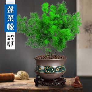 蓬莱松盆栽植物室内花卉吸甲醛四季常青生肖猴招财桌面绿植小盆景