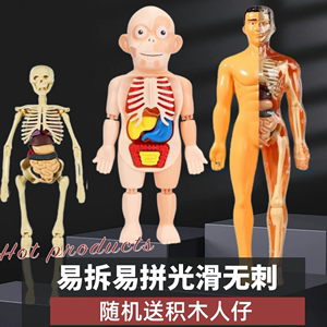 人体结构模型仿真解剖器官拼装儿童玩具3d骨骼内脏骨架医学可拆卸