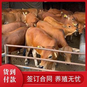 桂林黄牛养殖牛苗批发图片