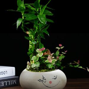 云竹专用花盆