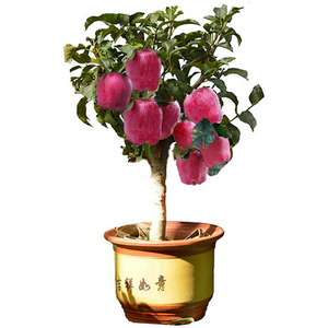 矮化花牛苹果树盆栽带果嫁接南北方种植蛇果盆景树桩苗当年结果苗
