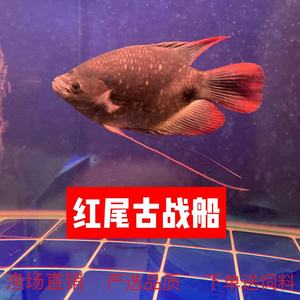 古代红尾战船小苗红眼黑眼风水招财鱼中大型活体热带淡水观赏鱼