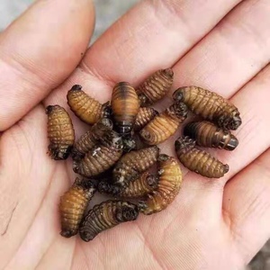 皮虫小黄虫活体画眉鸟食活虫小公皮虫通货统货混合虫大中皮虫