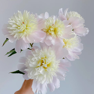 花时妙四川重瓣芍药鲜花蓝梦莎拉芍药水养花阳台观赏花卉云南直发