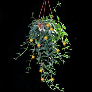吉祥果开花结果趣味观果垂藤吊兰植物室内外易养司机绿植盆栽吊篮