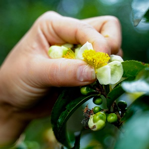 (顺丰包邮)云南西双版纳普洱临沧普洱古树茶花山茶花